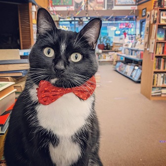 Main Street Book Bookstore Cat