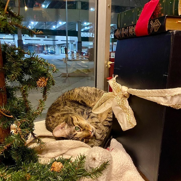 Eddy, bookstore cat at A Novel Idea
