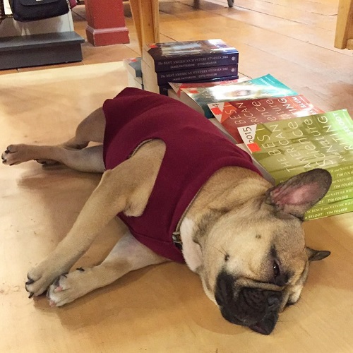 Copperfields Bookstore Dog