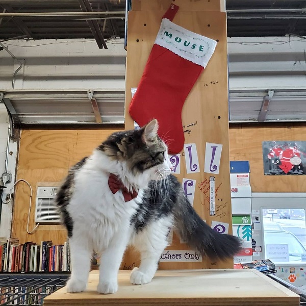 Bookstore cat, Cupboard Maker Books