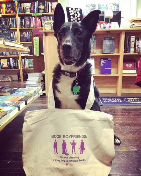 The bookstore dog at Dog Eared Book.
