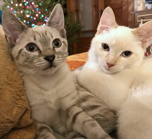 Henry and Francis, two kittens