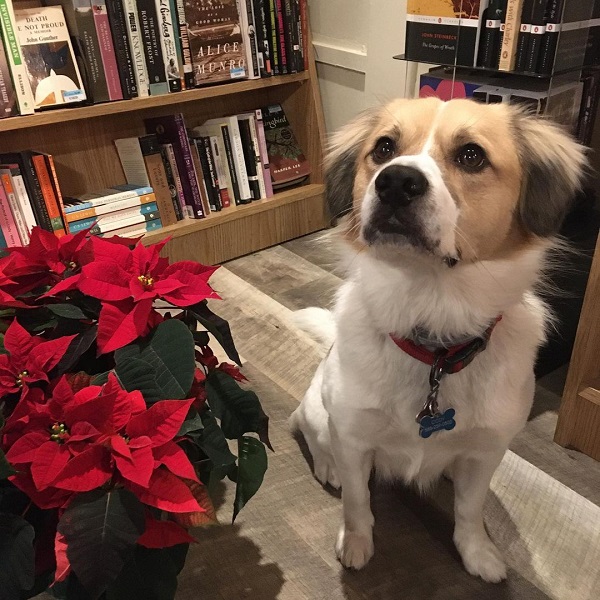 Bookstore dog, Dog Eared Book