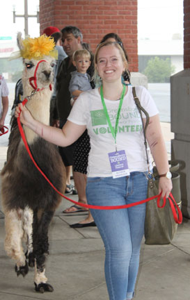 A festival volunteer leads one of the llamas that made an appearance at the Greensboro Bound Literary Festival.